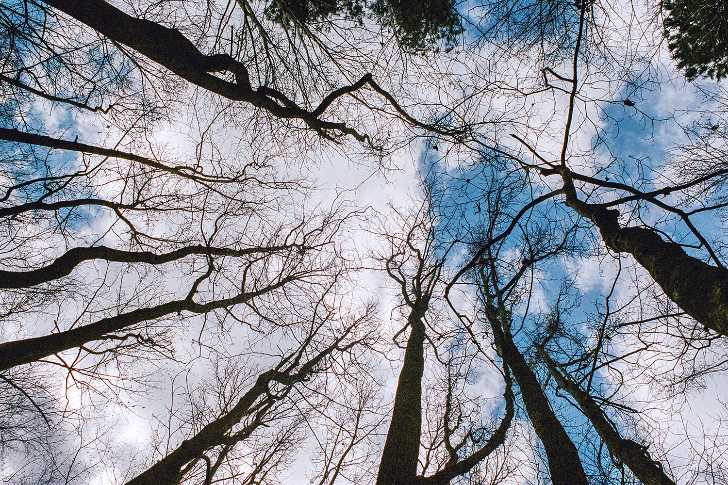 Looking up into the trees at Southern Community Park