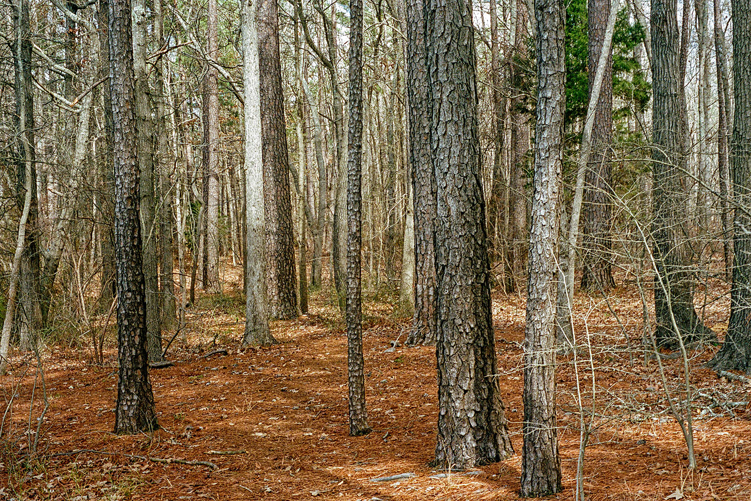 Forêt près de 'Jordan Lake'