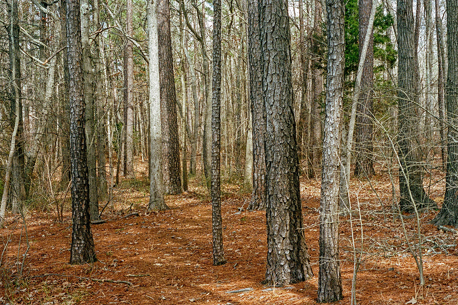 Woods by Jordan Lake