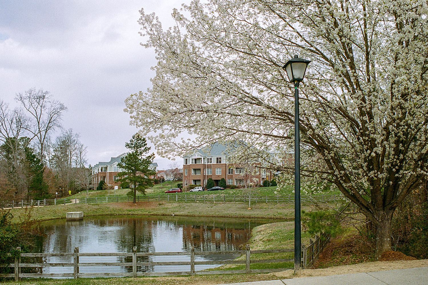 Pond in front of Mary Scroggs Elementary School