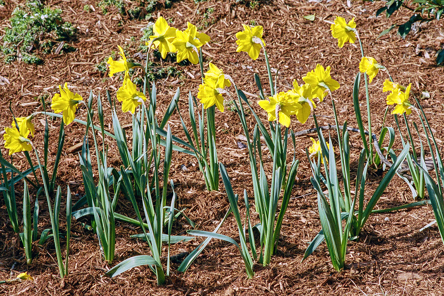 Daffodils on NC State Campus