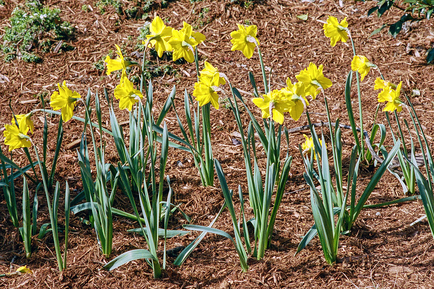 Jonquilles sur le campus 'NC State'