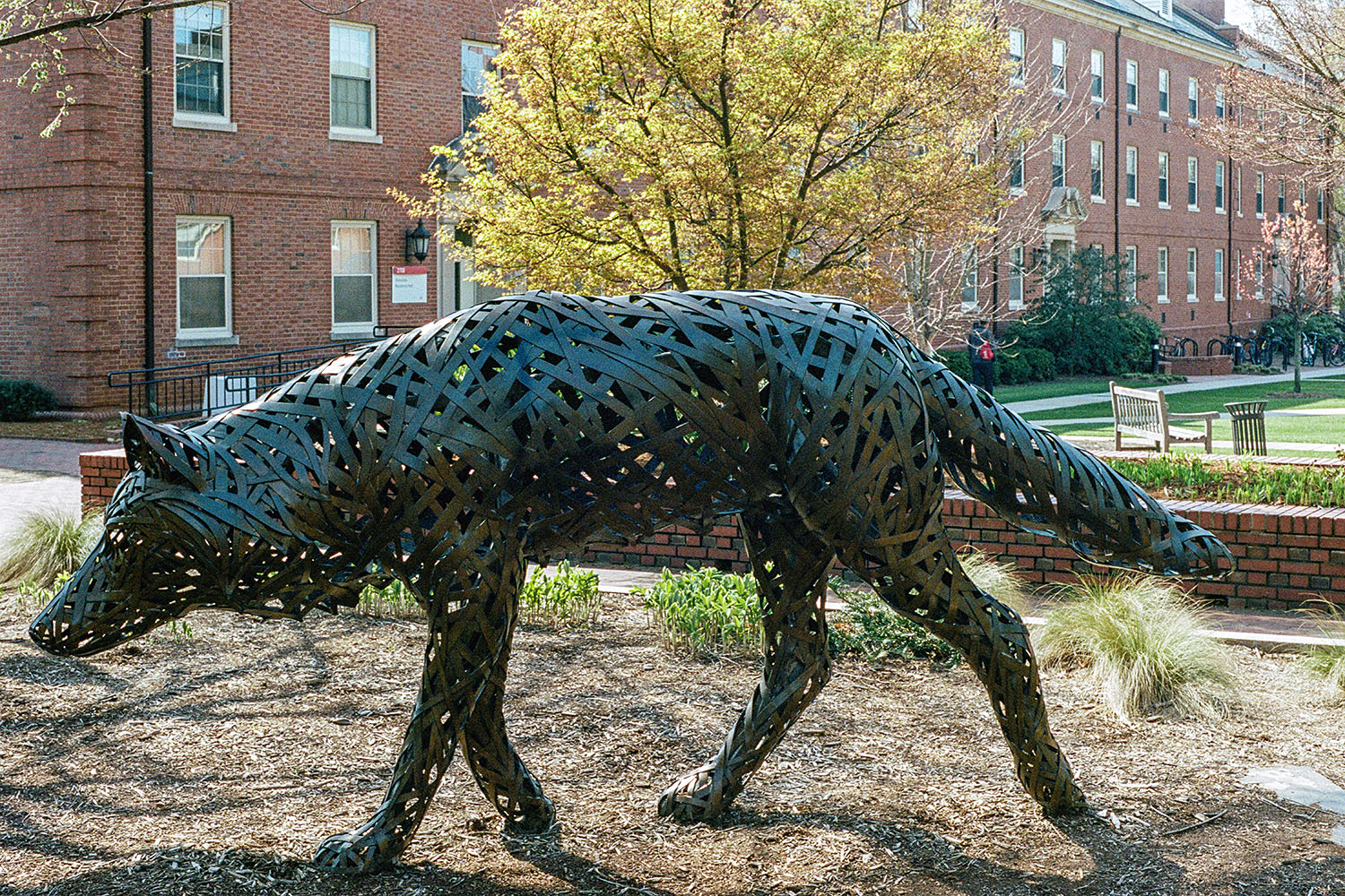 Place des loups sur le campus 'NC State'