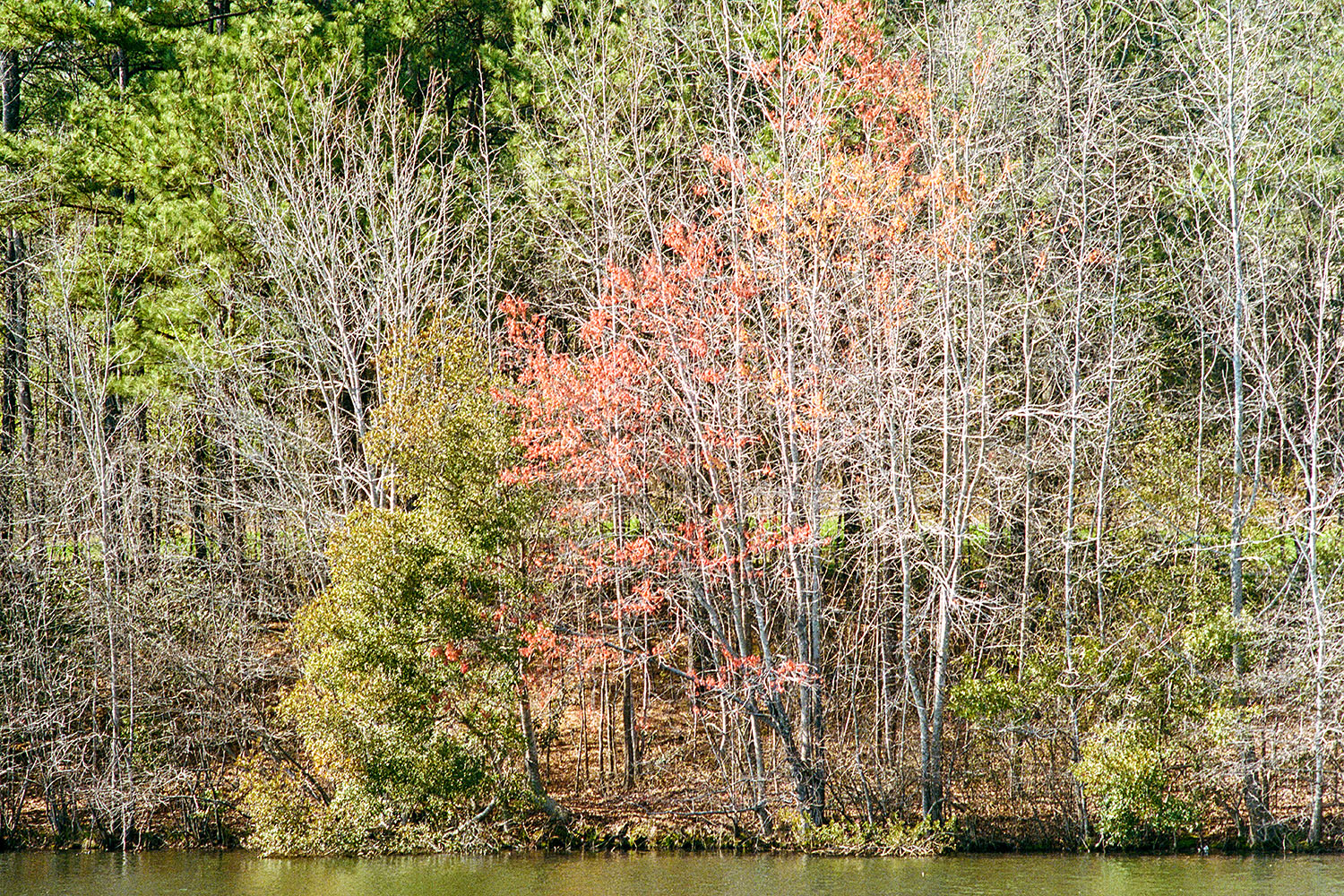 Arbres autour d'un étang dans 'Seagrove Park' à Apex