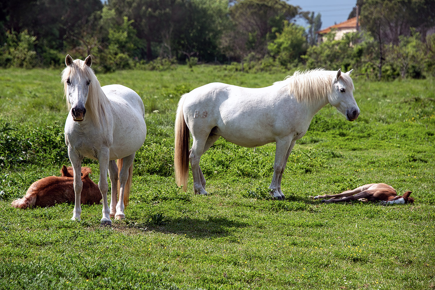 Two mares and their foals