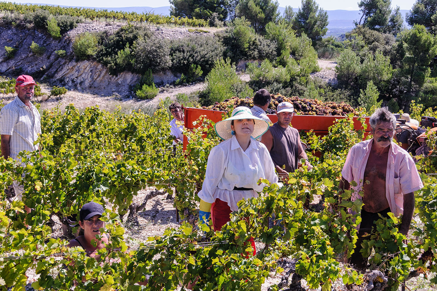 Migrant grape pickers