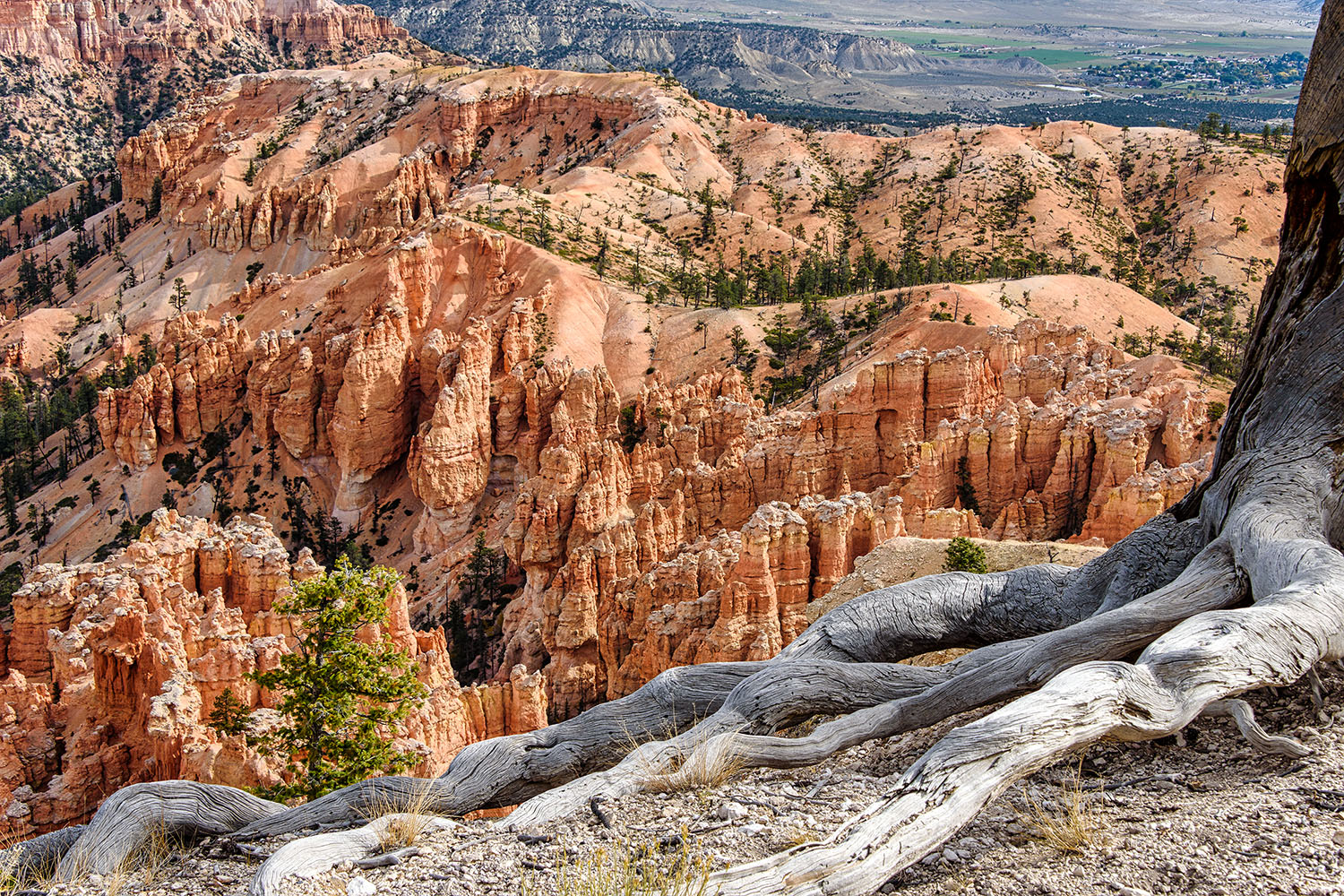 View from Bryce Point into Bryce Canyon