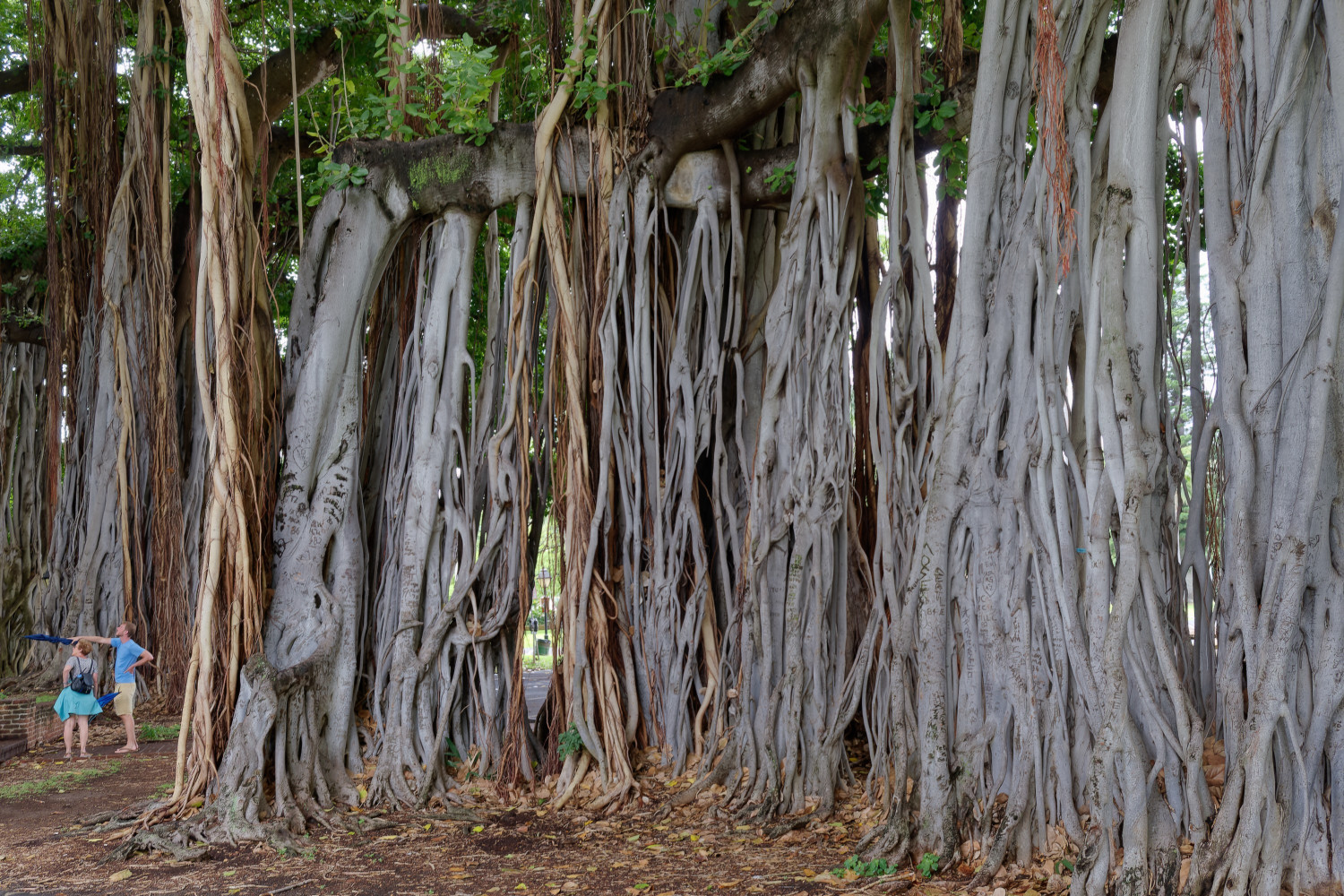 Banyan trees near Iolani Palace