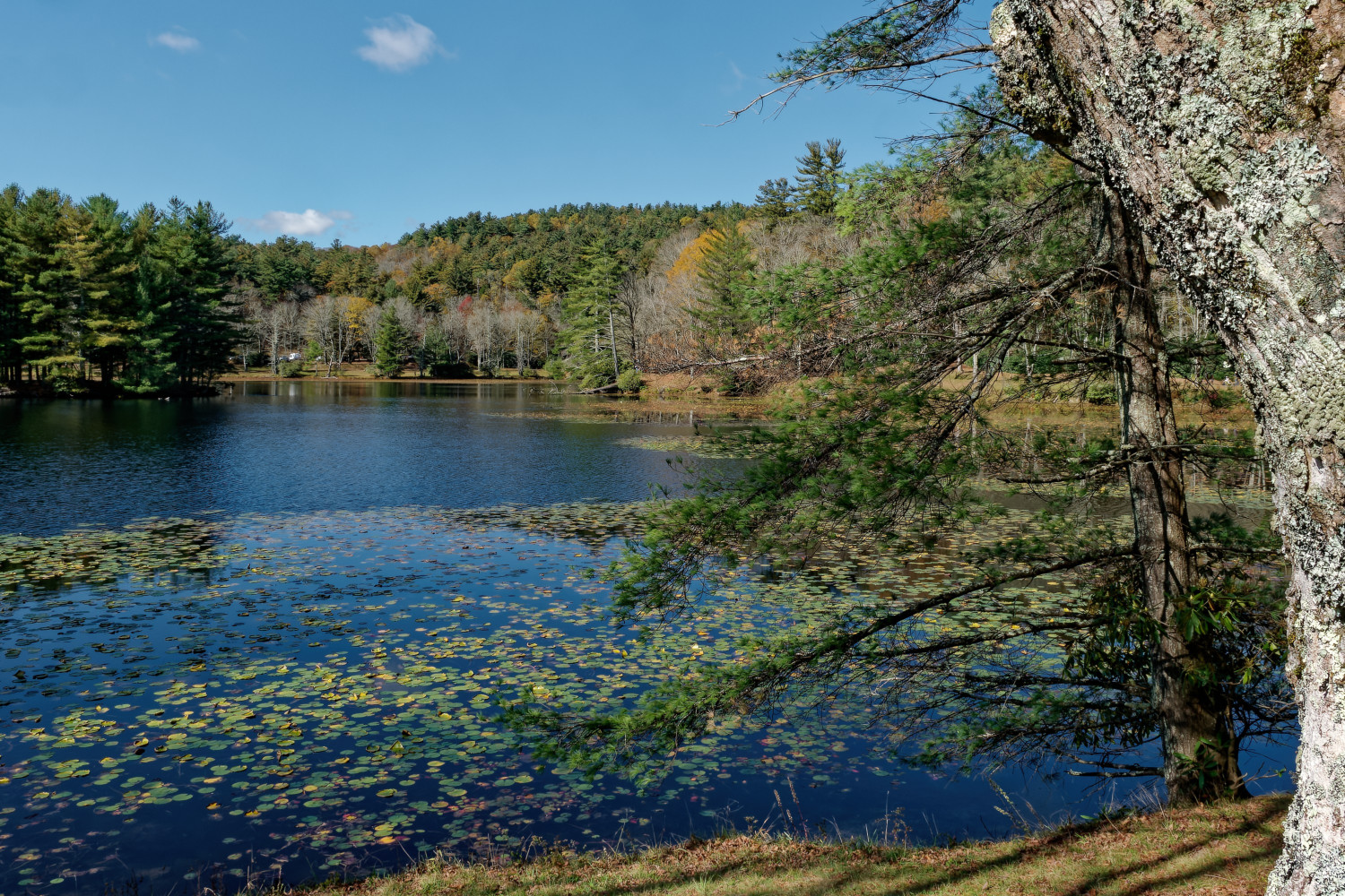 Bass Lake Park