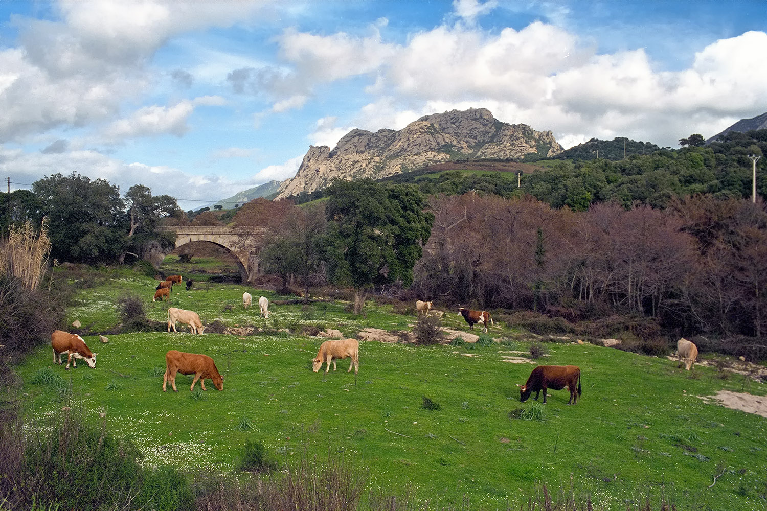 Grazing cattle