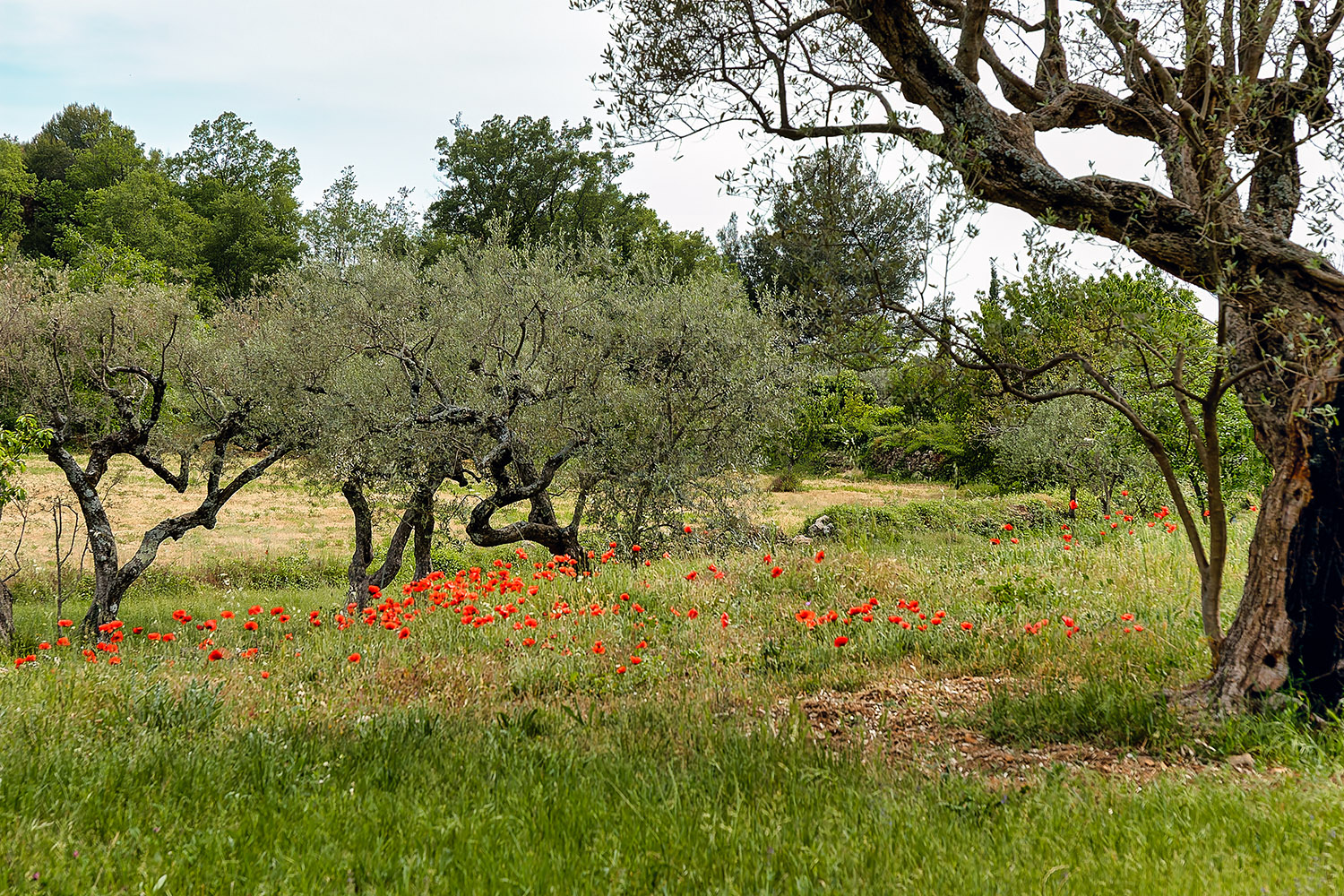 Olive tree grove with poppies