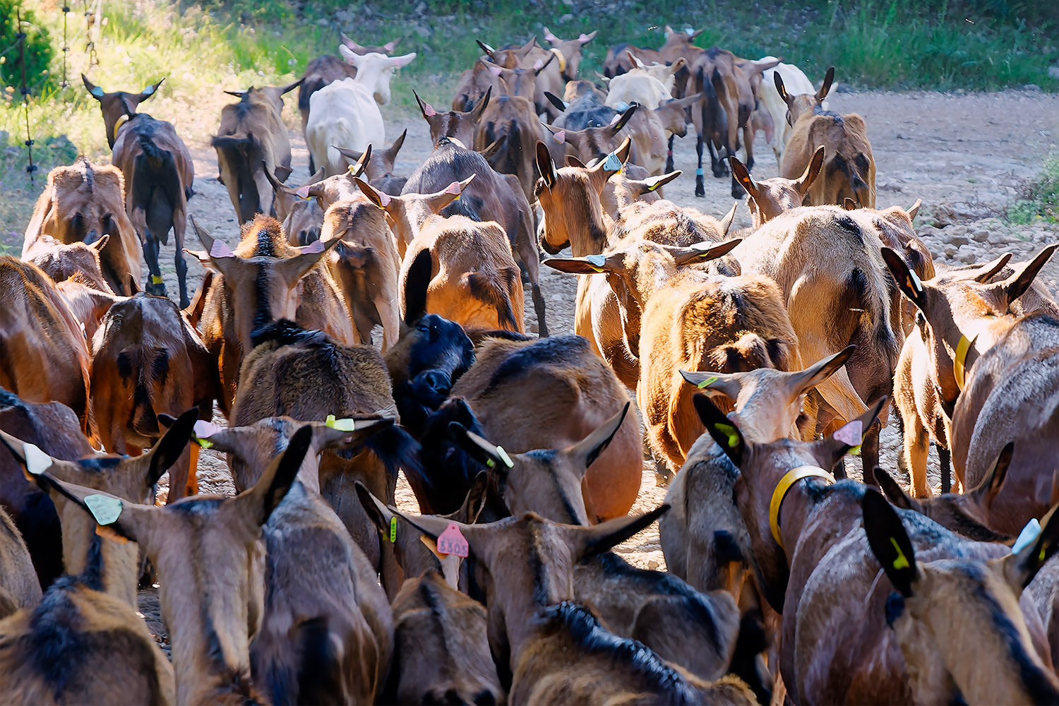 Walking with the goats