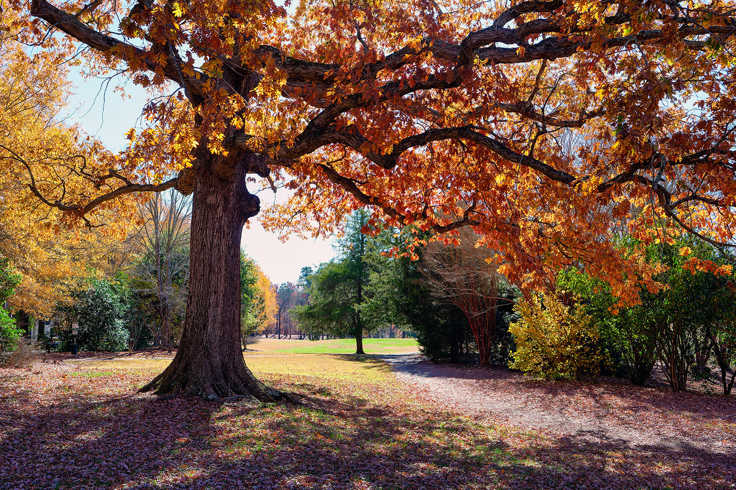Tree in Fearrington