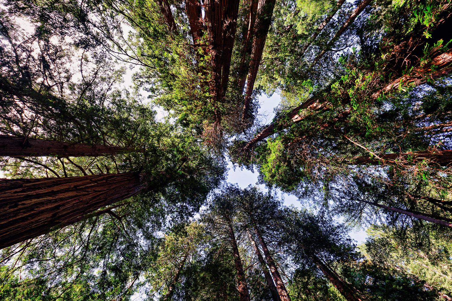 Muir Woods Canopy