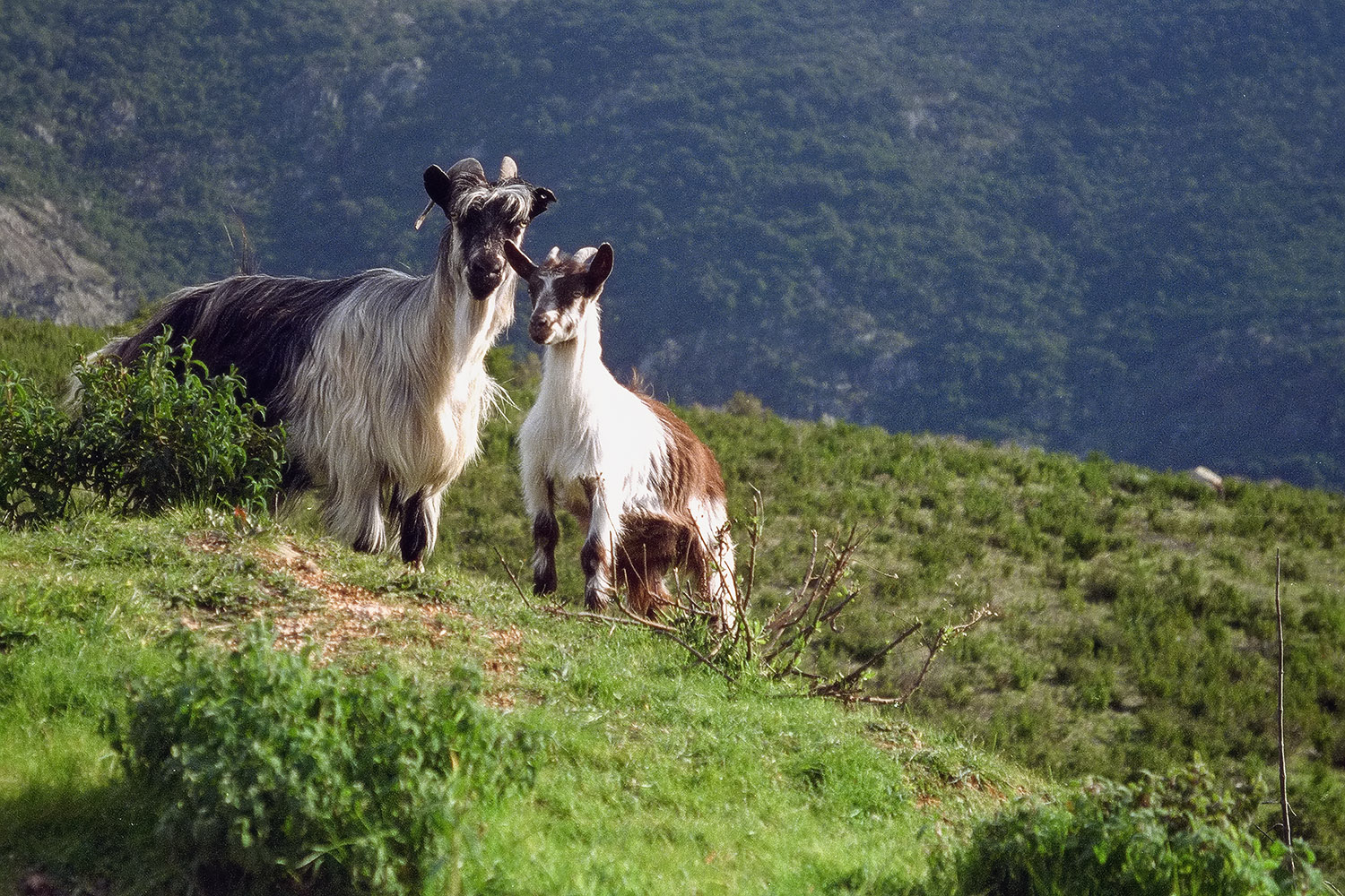 Mountain goats