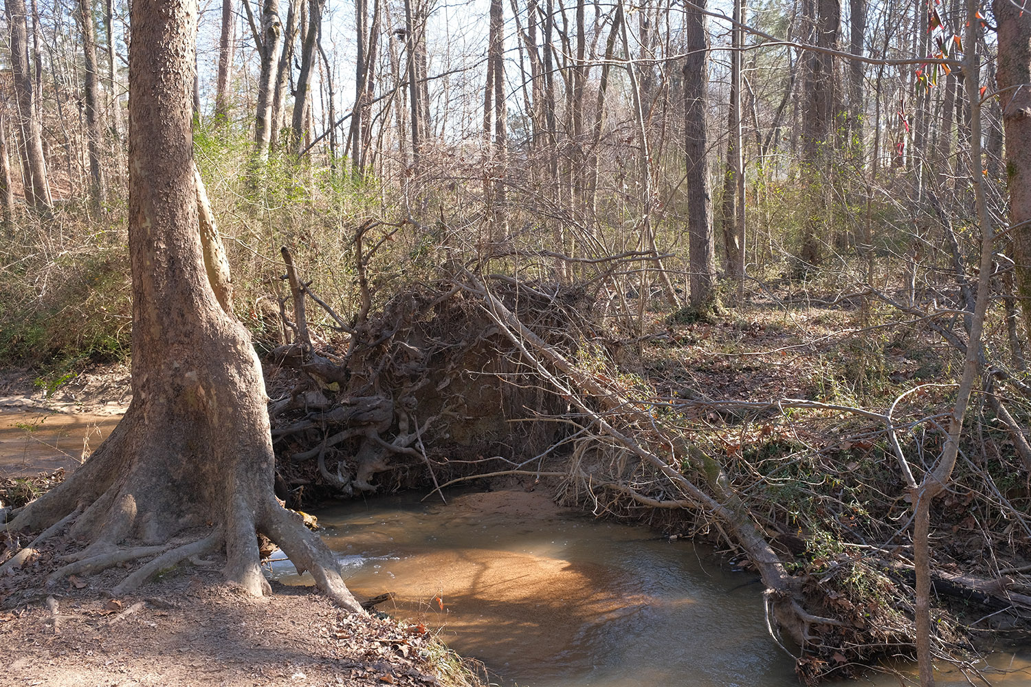 Fan Branch Trail, Provia/Standard simulation