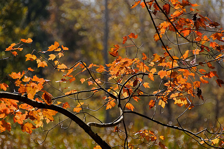 North Carolina Fall (780x520 displayed as 390x260)