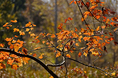 North Carolina Fall (390x260)