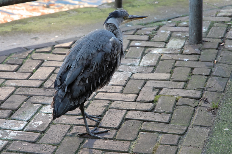 Grey heron