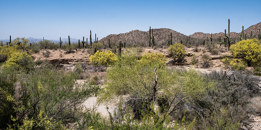 Saguaro National Park presents a typical Western landscape