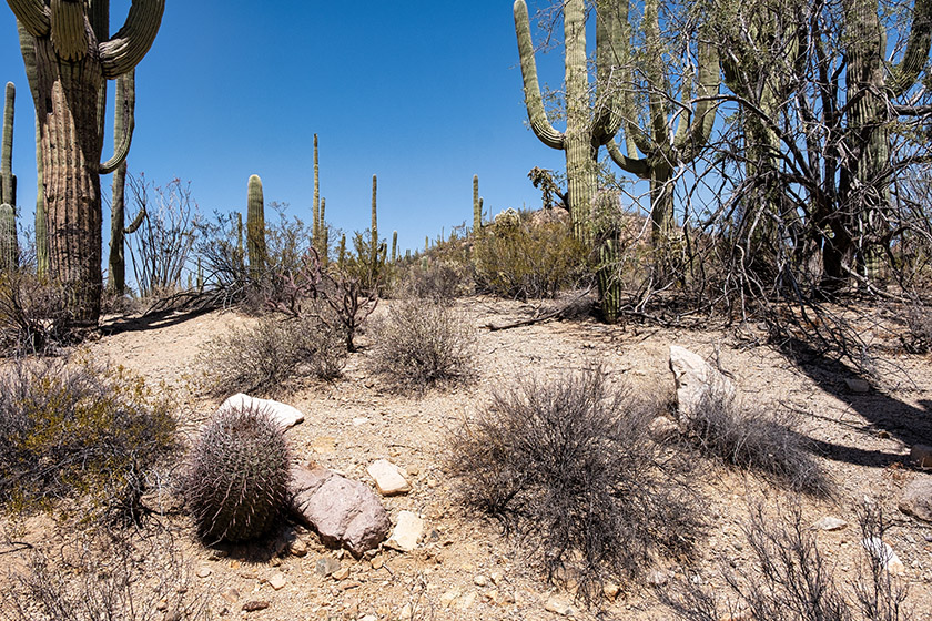 Desert landscape