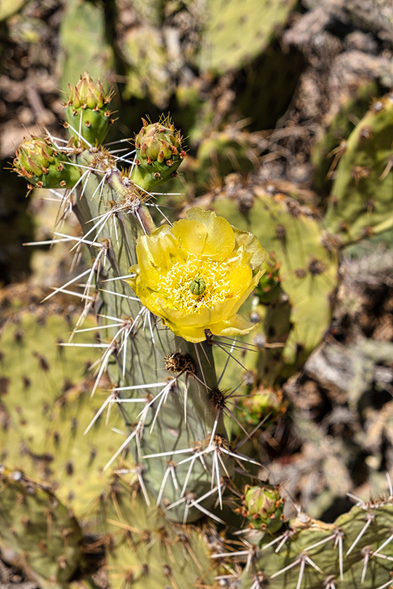 Cactus flower