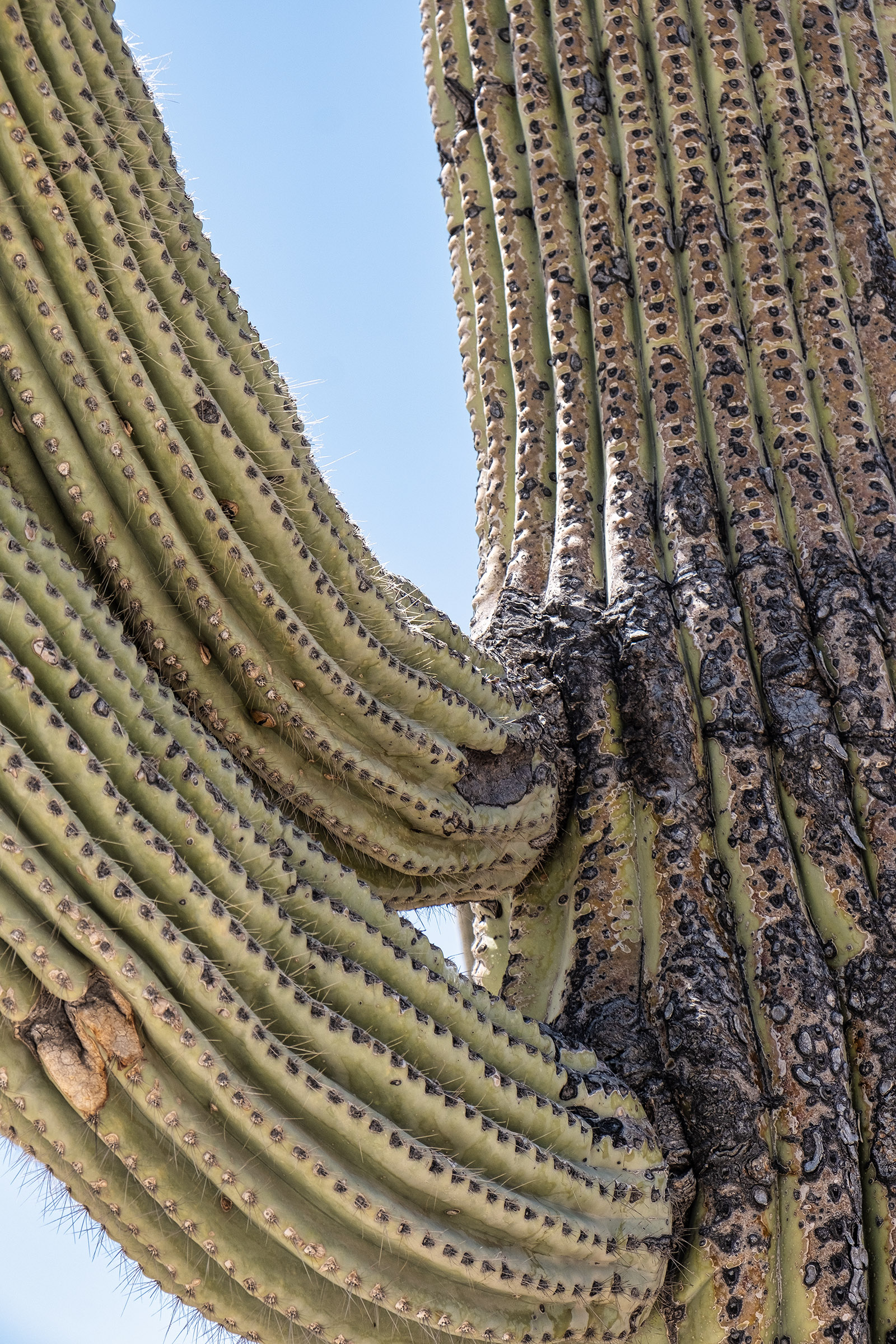 A Saguaro cactus closeup...