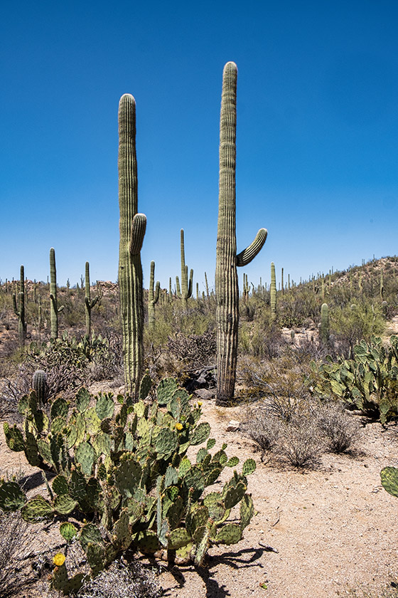 Saguaros can grow over 40 feet (12 meters) tall