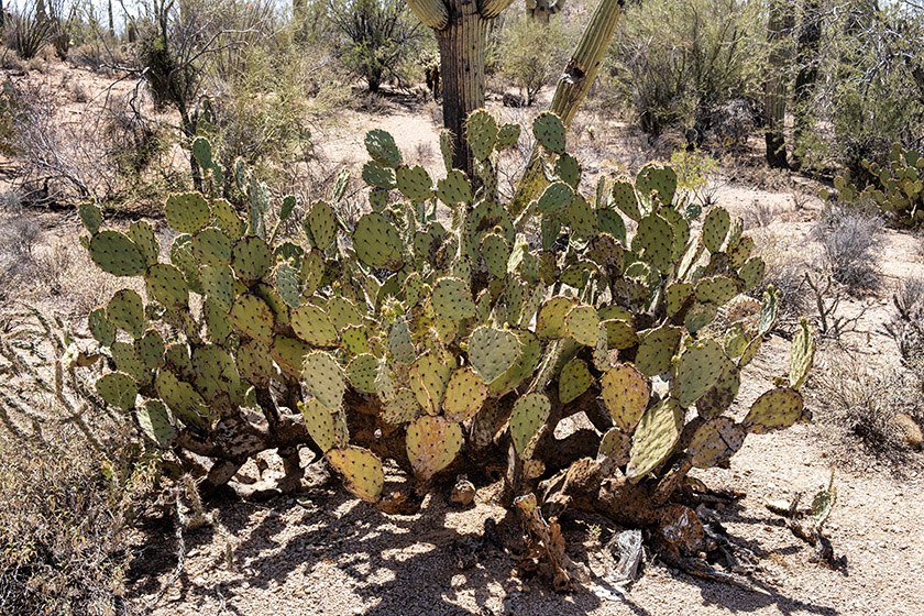 There aree other species of cacti, too