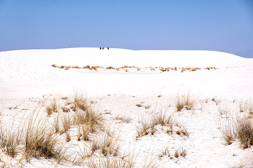 Some vegetation manages to push through the sand