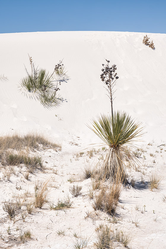 Long stalks prevent being covered by the dunes