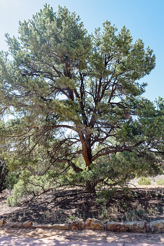 On Mesa Top Trail