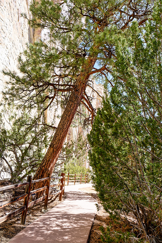 On Mesa Top Trail