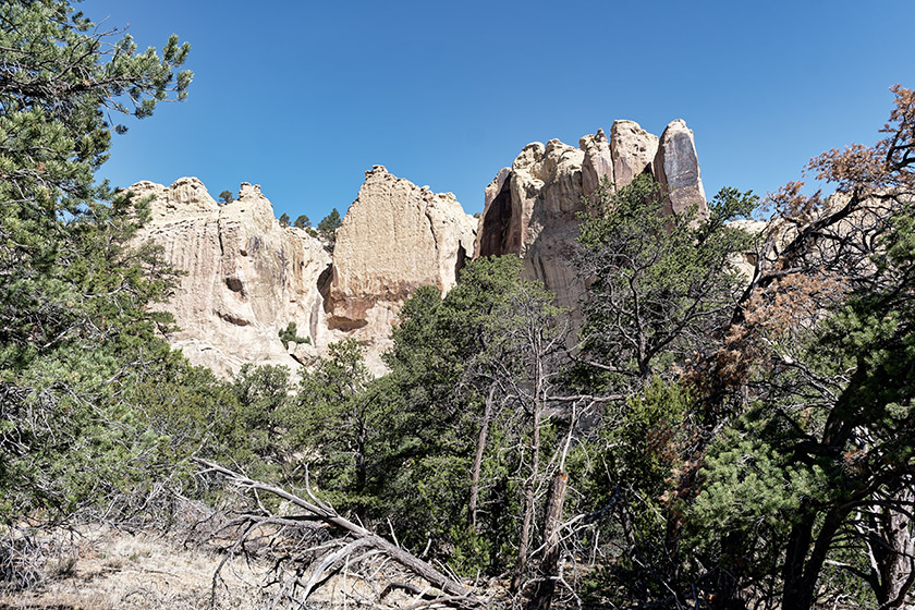 There is much dead wood...