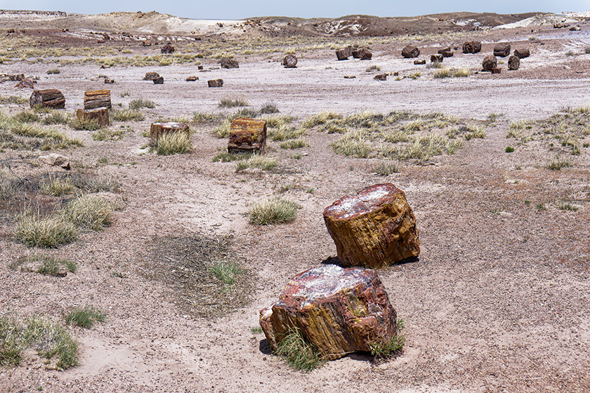 Petrified logs