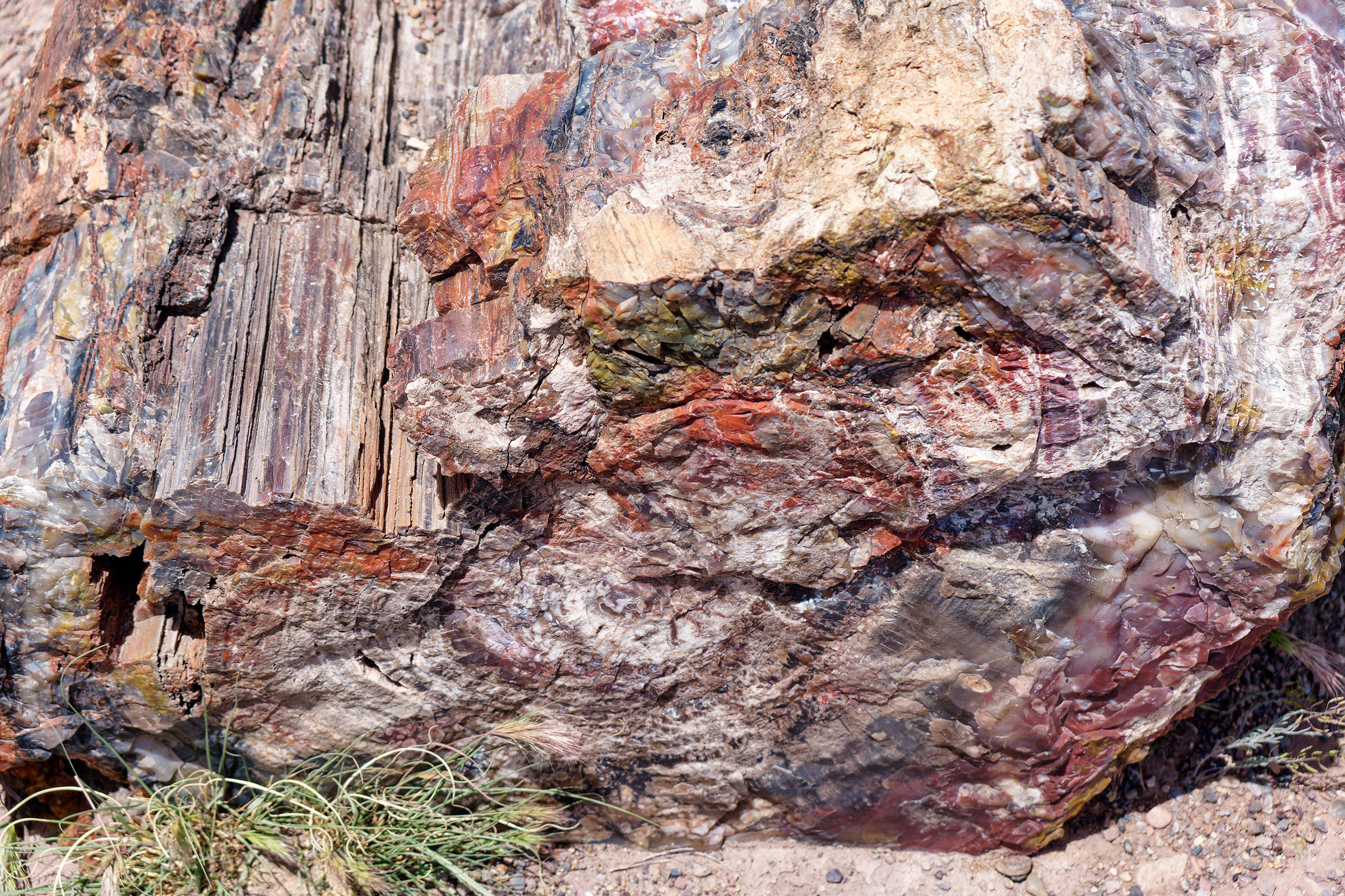 The colors of the petrified wood are gorgeous