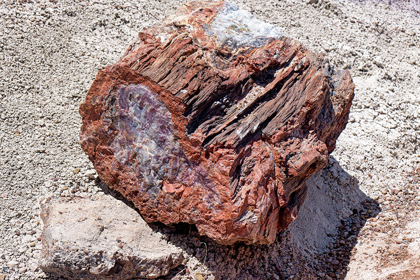 Another closeup of a petrified log segment