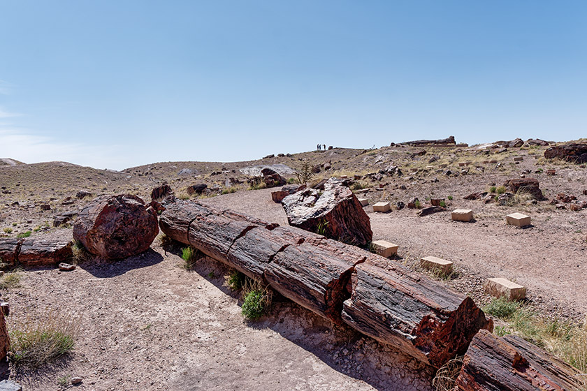 Entire petrified log by the visitor center