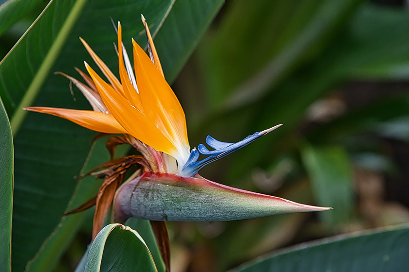 Strelitzia (Bird of Paradise)