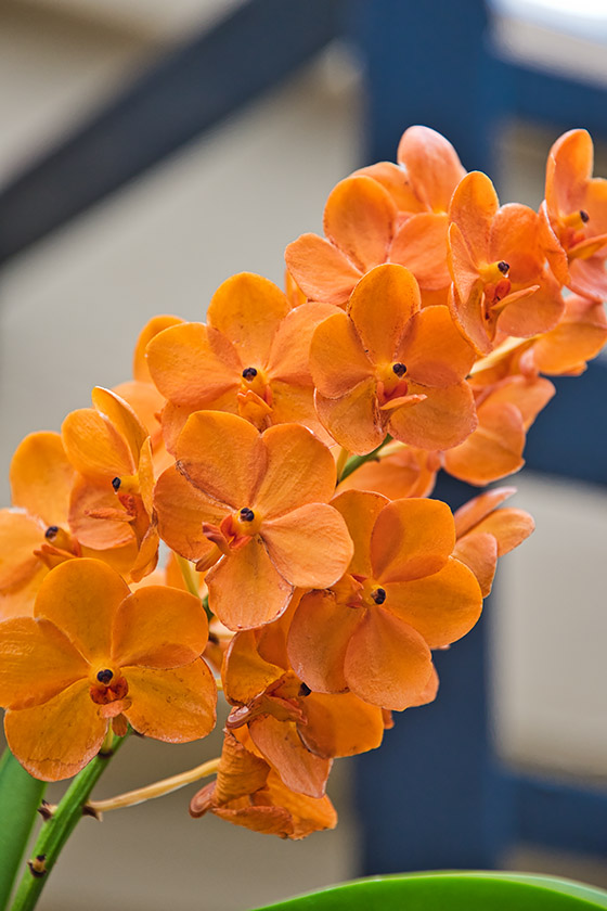 These blossoms smelled like chocolate!