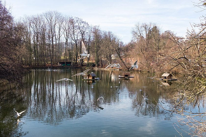 The Allschwil pond near the other end of the number 8 tramway line