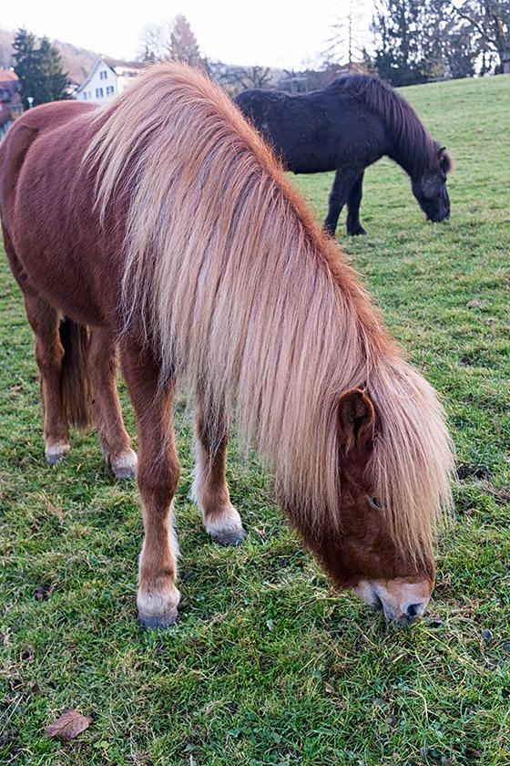 Grazing horses by the village entrance