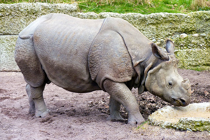 Indian Rhinoceros