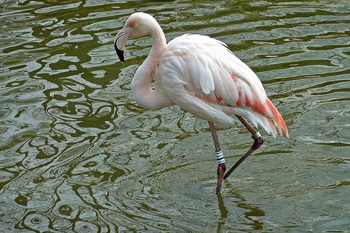 Greater Flamingo