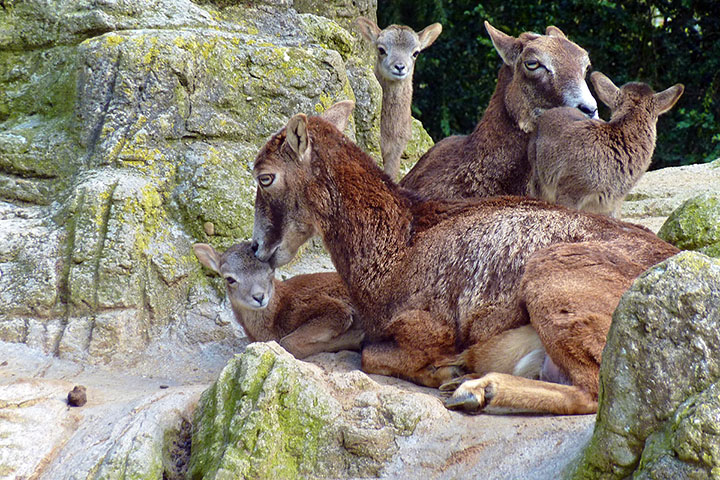 Mouflon