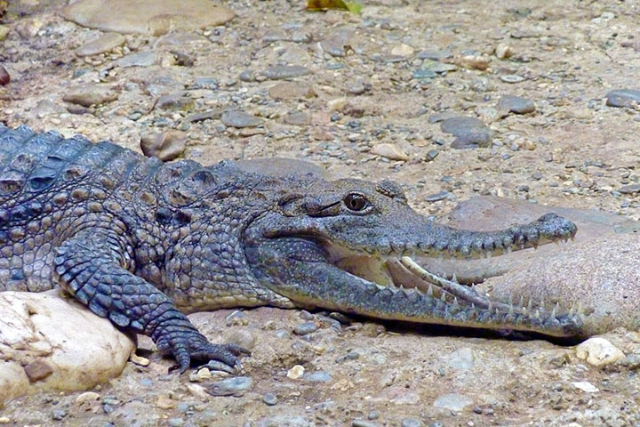 Australian freshwater crocodile