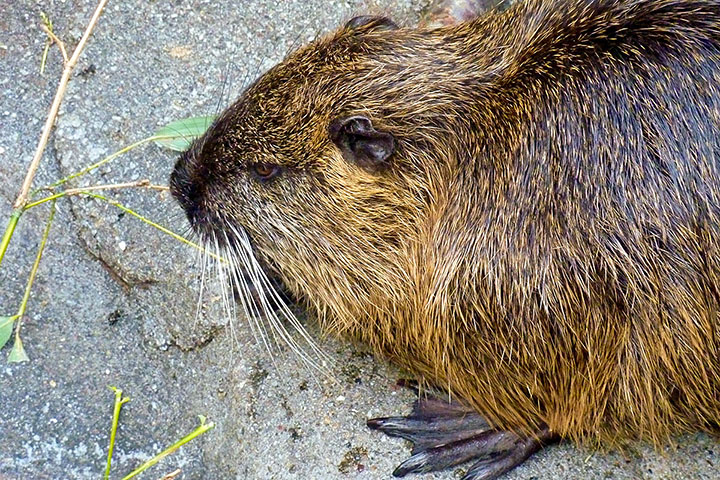 Coypu