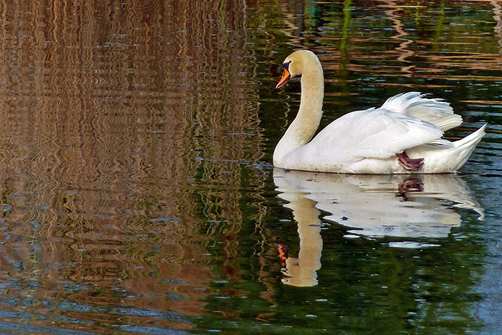 Mute Swan