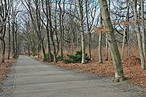 Strolling through the Tiergarten