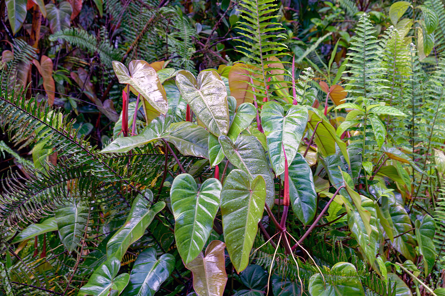 In this rainforest-like environment, plants thrive